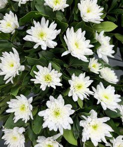 Corona de flores para difuntos de Margaritas para funerales, tanatorio y cementerio