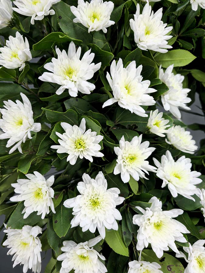 Corona de flores para difuntos de Margaritas para funerales, tanatorio y cementerio Corona de flores para difuntos de Margaritas para funerales, tanatorio y cementerio
